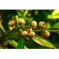 thumbnail image 7 of Whole Nutmeg, 16 Pounds — Raw, Vegan — by Food to Live, 7 of 7