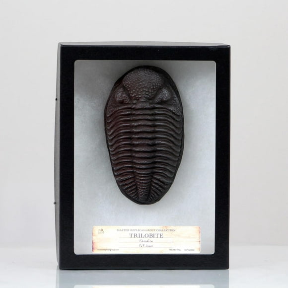 Trilobite in Case Resin Fossil Replica