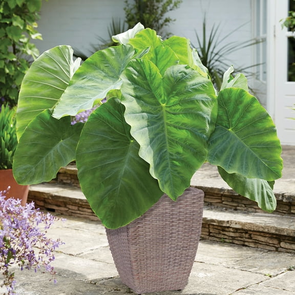 Van Zyverden Elephant Ear Patio Kit with Decorative Rattan Planter, Planting Medium and 1 Bulb Green Partial Sun Flowering 8 lbs