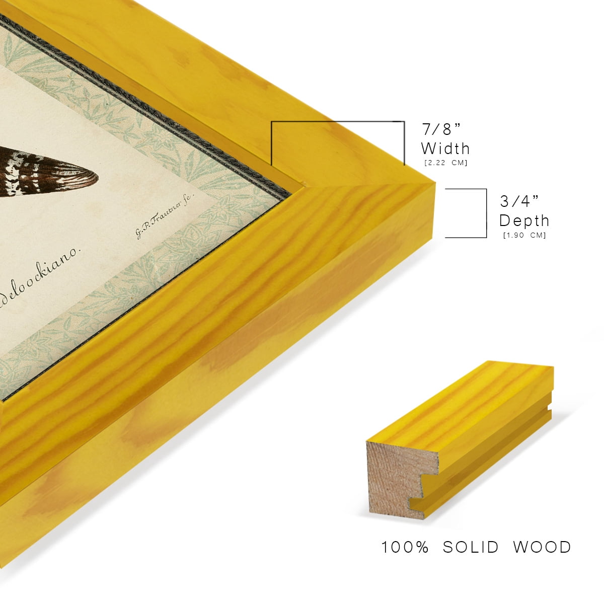 Bookplate Shells IV - Framed Print w/glass - Sunflower Yellow