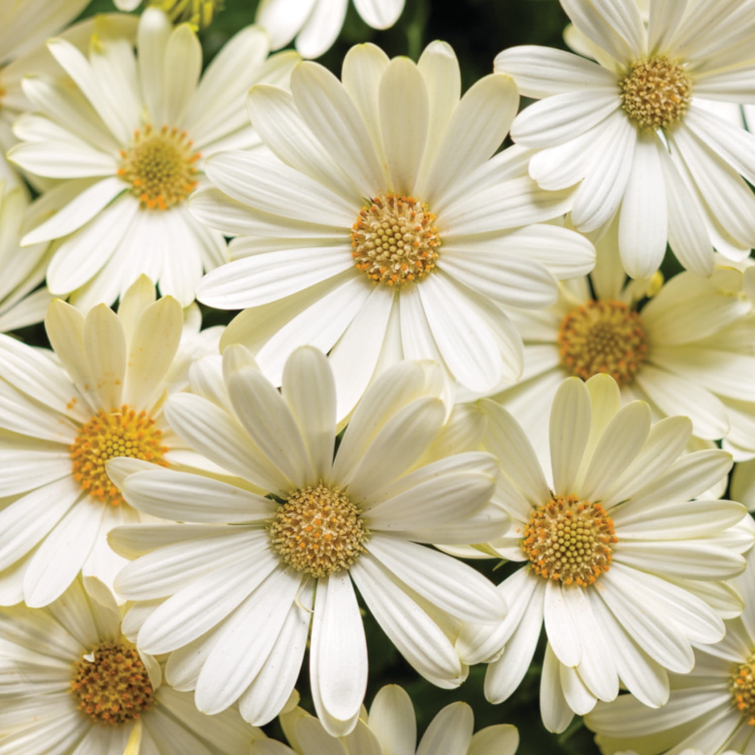 Proven Winners 4" Bright Lights White African Daisy Live Plant in 4.25" Pot (4 Count)
