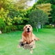 thumbnail image 5 of Juguetes para perros, juguetes masticables resistentes a las mordeduras con forma de animal, para entrenar a tu mascota y reducir el aburrimiento. Coala, 5 of 7