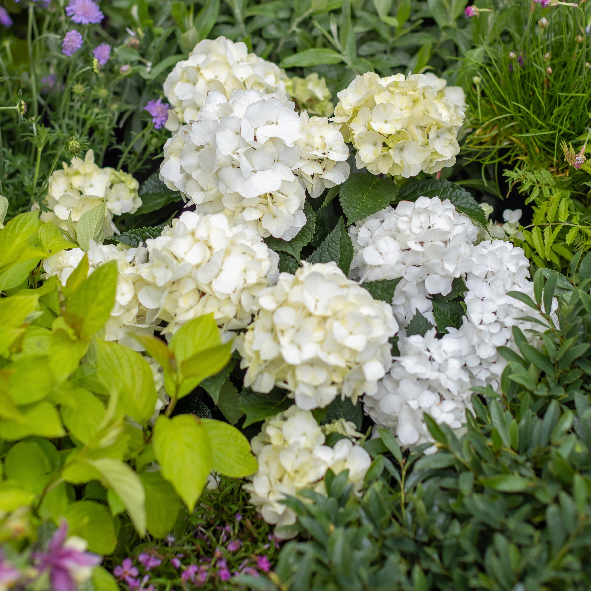 National Plant Network 3 gal. Hydrangea Endless Summer Dreamcloud