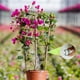 thumbnail image 4 of Gardening Clip Ring Buckle Plant Binding Strap Fixing Clip Plastic Small Clip, 4 of 6