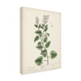 thumbnail image 2 of Unknown 'Antique Herbs III' Canvas Art, 2 of 3