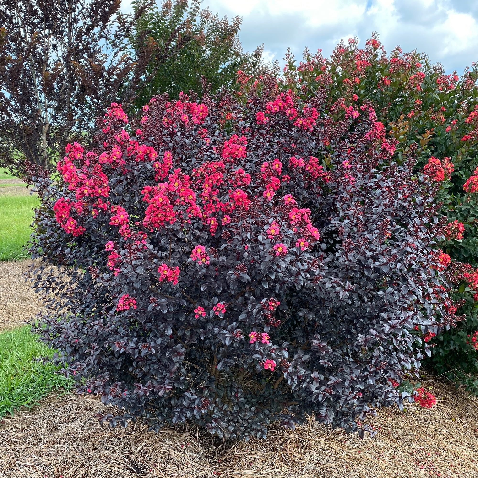 First Editions Shadow Magic Crape Myrtle Live Shrub in 2-Gallon Grower Pot