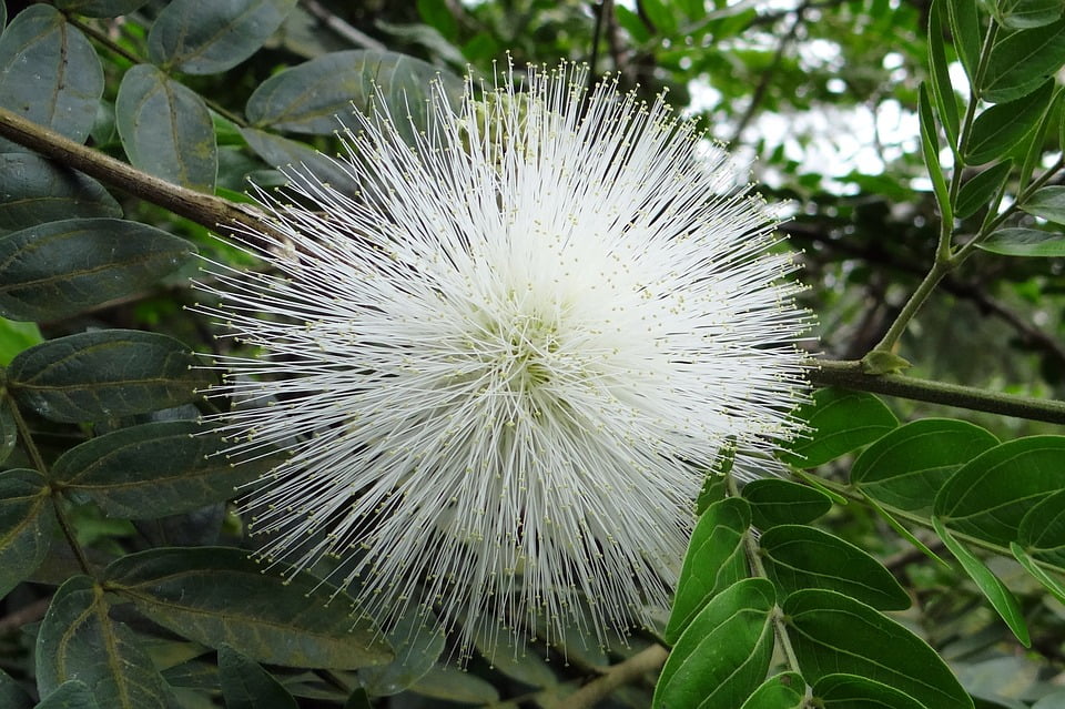 powder puff flower