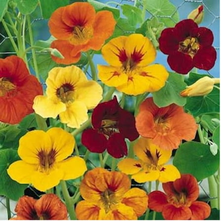 Tall Mix Nasturtium 500 Seeds PER Pack, Beautiful Bright Vivid Colorful Blooms