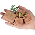 thumbnail image 1 of 1 Set Seed Life Cycle Model Home School Simulation Creative Plant Growth Toys Exquisite Plants Plaything Growing Stage Models Seeds Toy for School, 1 of 9