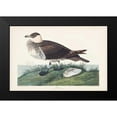 thumbnail image 2 of Audubon, John James 14x11 Black Modern Framed Museum Art Print Titled - Pl 253 Jager, 2 of 5