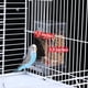 thumbnail image 3 of Comedero y Dispensador de Agua para Pájaros Sin Desorden, Accesorios para Jaulas de Comedero Automático para Loros, Bebedero y Contenedor para Periquitos., 3 of 8