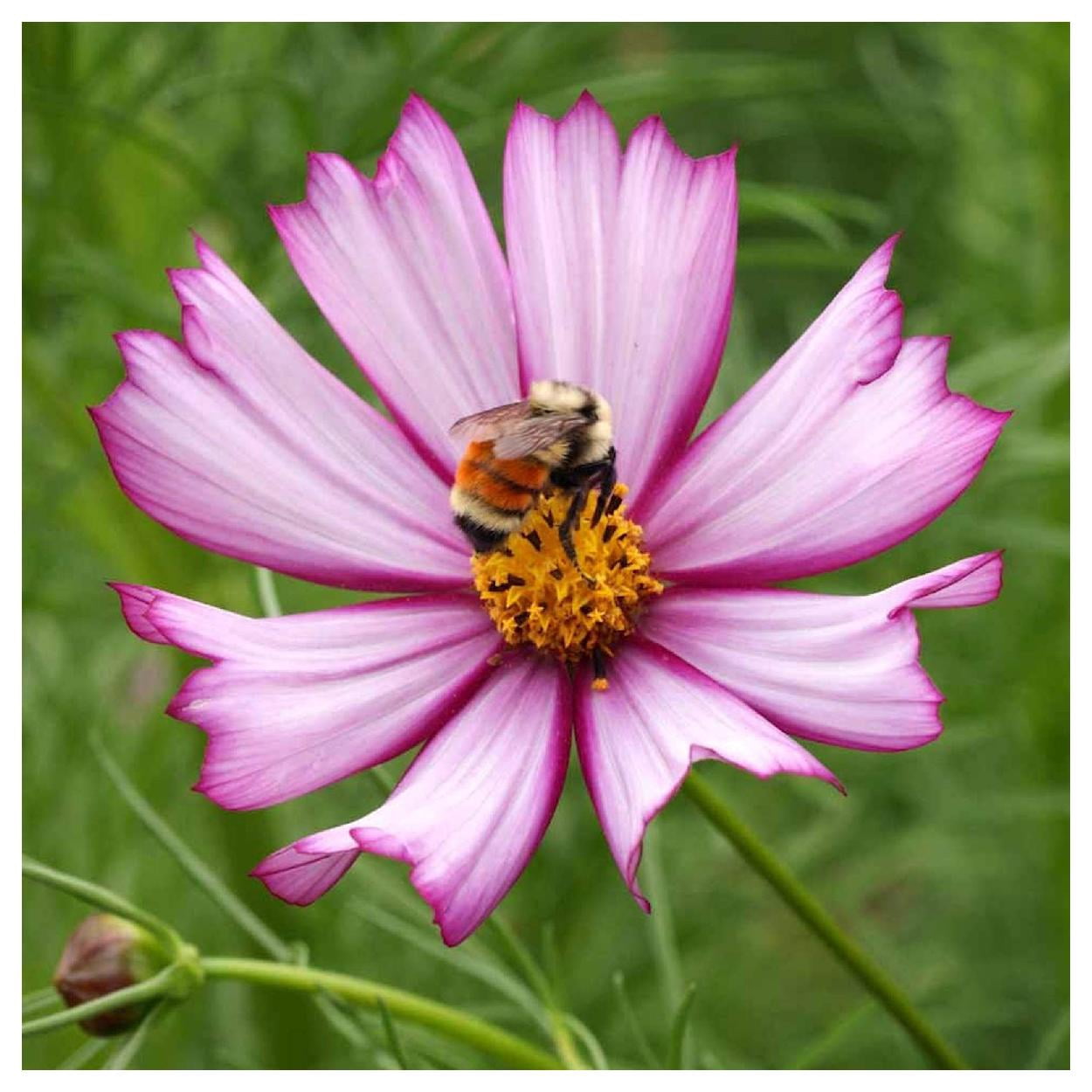 Everwilde Farms - 1 lb Picotee Cosmos Garden Flower Seeds - Gold Vault Bulk Seed Packet