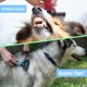 thumbnail image 5 of Cepillo de aseo Planet Pet - Rastrillo de doble cara para eliminar el pelo muerto y desenredar el subpelo, cepillo de aseo para perros, cepillo para perros, cepillo de aseo para gatos, peine para perr, 5 of 5
