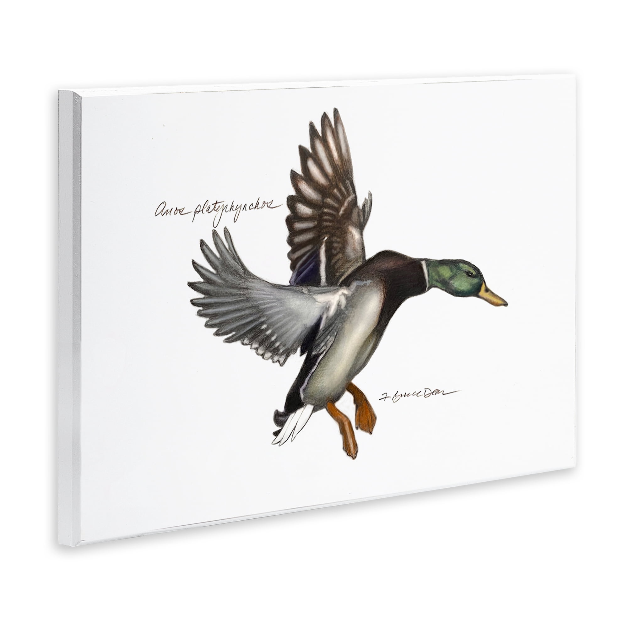 Stupell Industries Flying Mallard Duck Animals & Insects Painting Unframed Art Print Wall Art, 19 x 13
