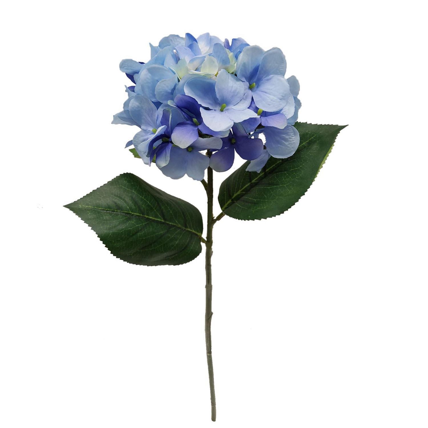 Hydrangea4936　1001 Mainstays 24