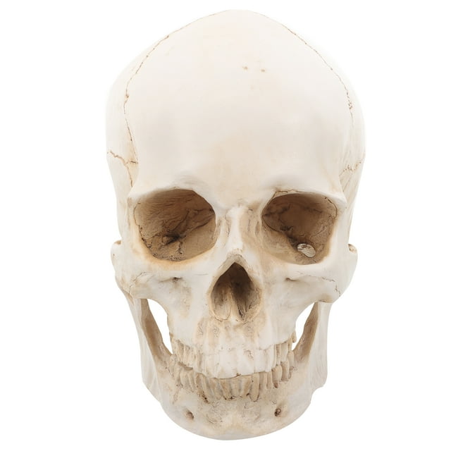 Modelo de cráneo médico desmontable. Modelo de cráneo humano realista para fines educativos.