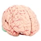 thumbnail image 4 of Molde De Cerebro Modelo De Cerebro Humano De PVC Científico De Regalo Para Neurociencia ANGGREK Hardware, 4 of 8