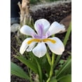 thumbnail image 3 of African Iris White  2 Large Gallon Size Plants  Dietes Iridioides  Low Maintenance Drought Tolerant Grass, 3 of 5