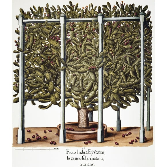 Cactus: Opuntia, 1613. /Nopuntia Ficus-Indica(?): Engraving From Basilius Besler'S "Hortus Eystettensis" (Altdorf, 1613). Poster Print by  (24 x 36)
