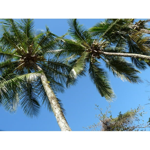 Peel N Stick Poster Of Itaguaƒae A A Aƒa Sa A Saƒae A A Aƒa Sa A O Paulo Pier Brazil Coconut Trees Ubatuba P Poster 24x16 Adhesive Sticker Poster Print Walmart Com Walmart Com