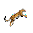 thumbnail image 5 of Realistic Leopard Theme Stickers, Waterproof Leopard Theme Sticker for Water Bottle Laptop Phone Cases Planner Skateboard Luggage Helmet Party Favor Decor, Ideal for Adults Teens Teacher Rewards, 5 of 9