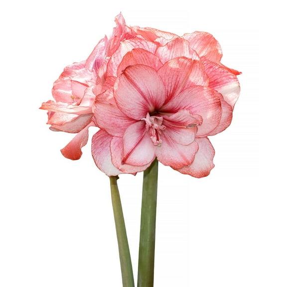 Tika Fairy Amaryllis - 28-32 cm bulb