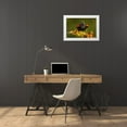 thumbnail image 3 of Illg, Cathy and Gordon 14x11 White Modern Wood Framed Museum Art Print Titled - FL, Green Cay, Red-winged blackbird singing, 3 of 4