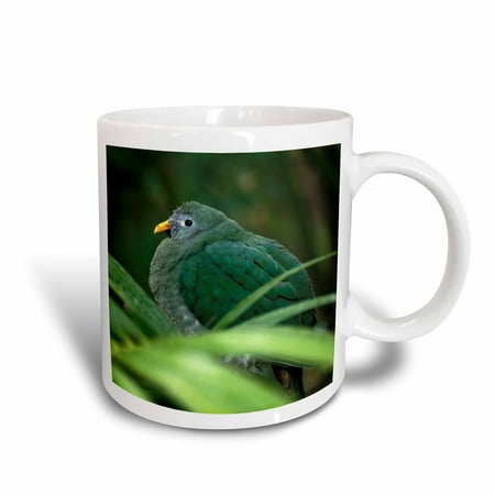 Rattan Fruit Philippines 3dRose Philippines. Female Black-chinned Fruit Dove bird - NA02 AJE0247 - Adam Jones, Ceramic Mug, 11-ounce ()