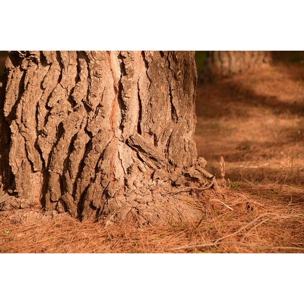 Forest Floor Pine Forest Log Pine Forest Inch By 30 Inch Laminated Poster With Bright Colors And Vivid Imagery Fits Perfectly In Many Attractive Frames Walmart Com Walmart Com