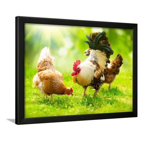 Rooster and Chickens Free Range Cock and Hens, Framed Art Print Wall Art by Subbotina Anna Sold by Art.Com