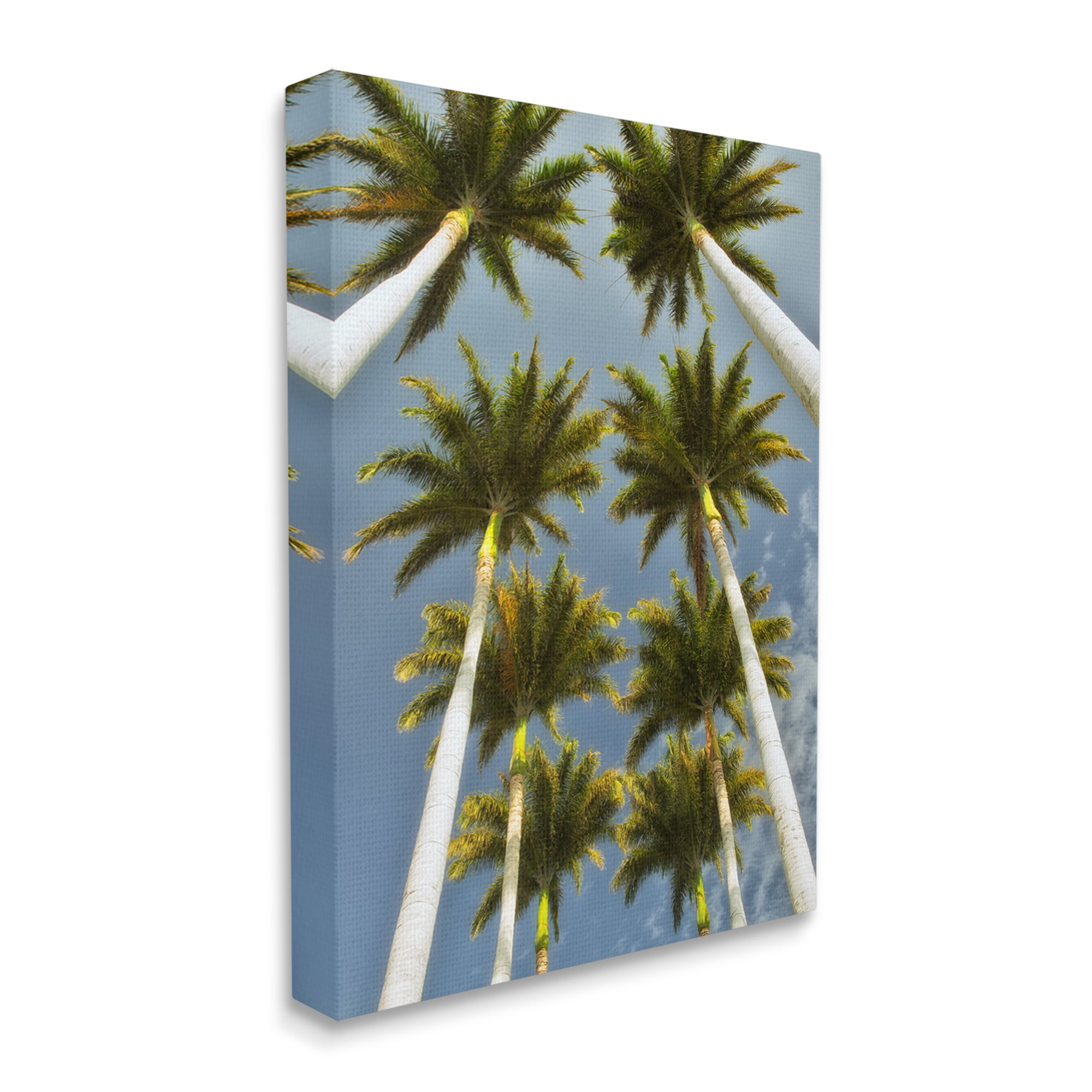 Stupell Industries Palm Trees Overhead Nature Photography Gallery Wrapped Canvas Print Wall Art, 16 x 20