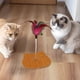 thumbnail image 1 of Juguete para gatos con resorte oscilante y ventosa, con cascabeles y sonido, ideal para jugar con gatitos. Juguete de madera para gatos., 1 of 6