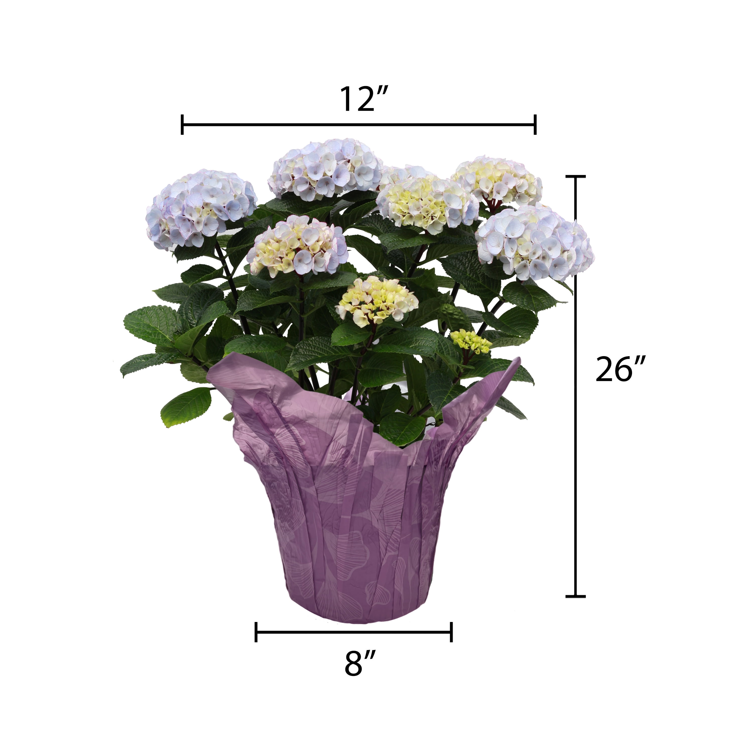 Gifts in Bloom 8-Inch Assorted Mother's Day Hydrangea Live Plant with Decorative Pot, Colors Vary