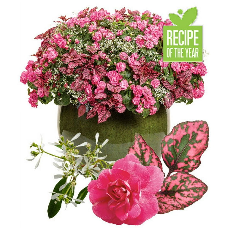 Proven Winners Gloria Rose Combo Hanging Basket, Multicolor Annual