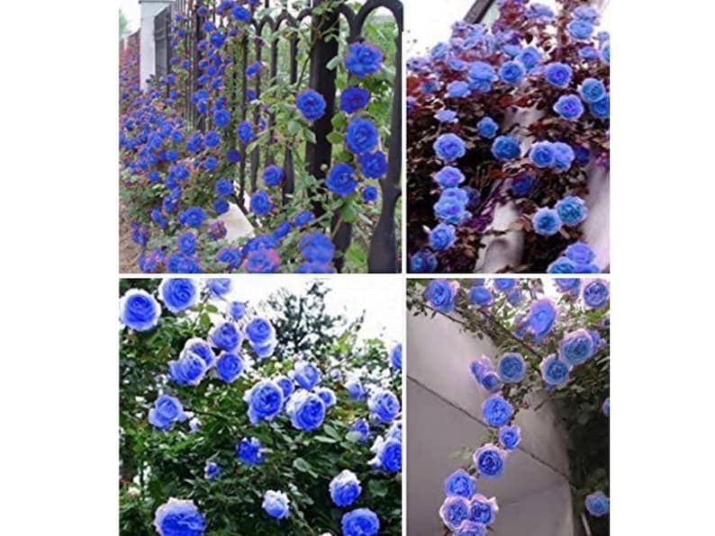 30 Blue Climbing Rose Seeds - Perennial Seeds for Late Winter to Early Spring Planting