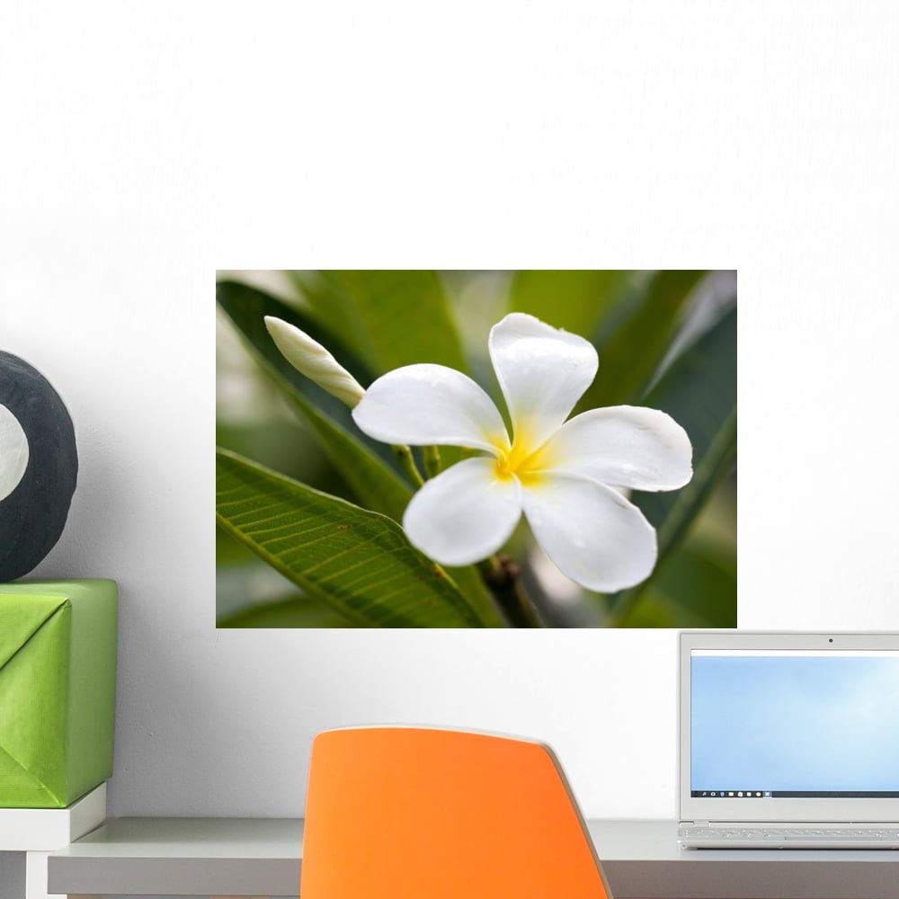 Tropical Flowers Frangipani Plumeria Wall Decal by Wallmonkeys Peel and ...