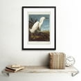 thumbnail image 2 of Audubon Snowy Heron Birds of America Great Egret Coastal Bird Portrait Illustration Artwork Framed Wall Art Print 12X16 Inch, 2 of 3
