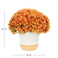 thumbnail image 3 of Better Homes & Gardens 3.0QT Scents of the Season Pumpin & Chai Orange Mum Live Plant in Decorative Pot, 3 of 5