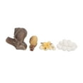 thumbnail image 1 of LHCER Growth Cycle Insect Model,Insect Life Cycle Model,Snail Growth Cycle Insect Model Life Cycle Model Cognition Children Educational Toys, 1 of 8