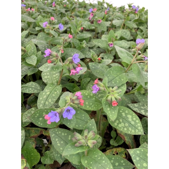 Mrs. Moon Lungwort Perennial - Pulmonaria - 4" Pot - Loves The Shade