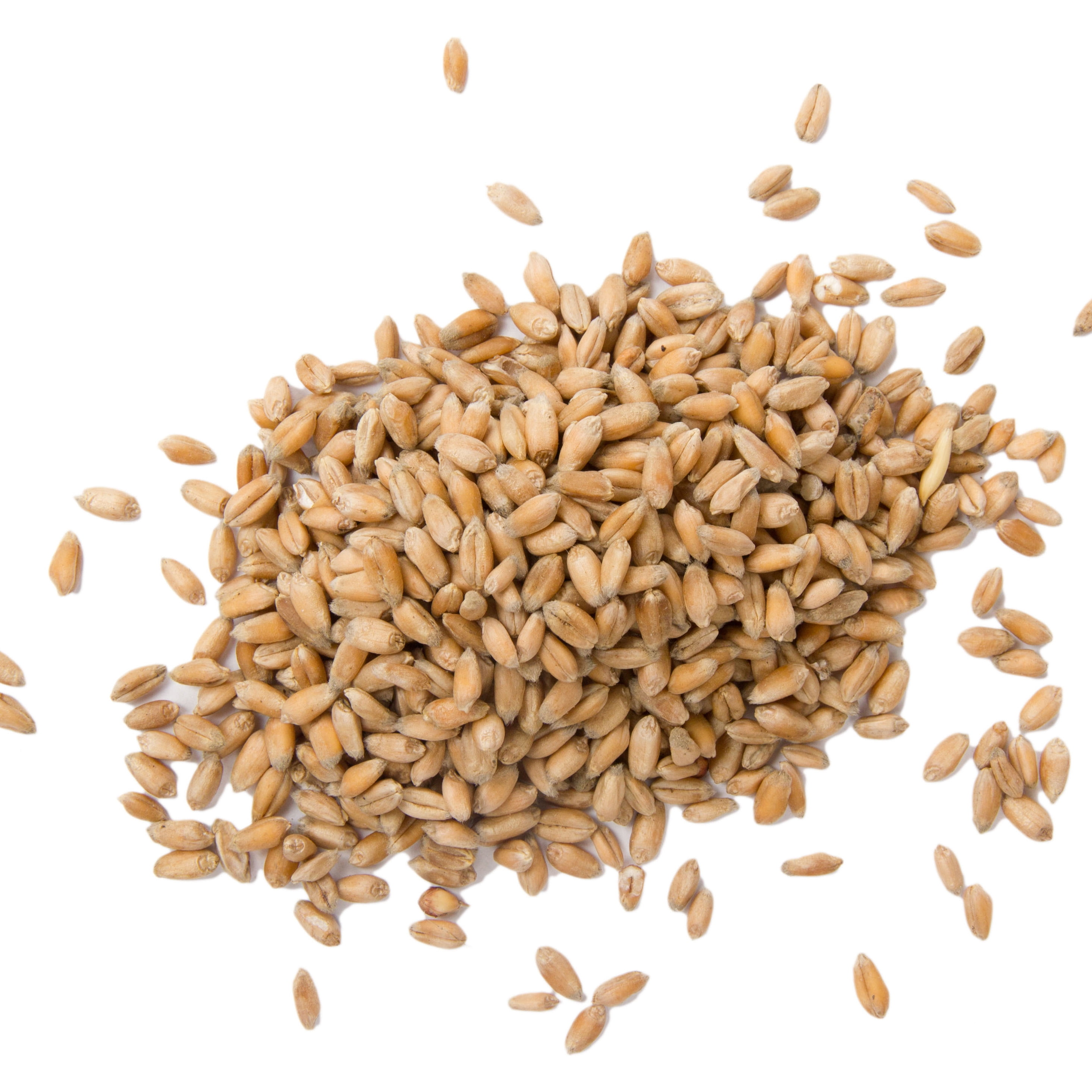 Augason Farms Hard White Wheat Emergency Food Storage 4 Gallon Pail