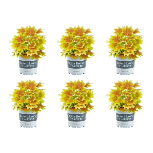 Geraniums in Annuals