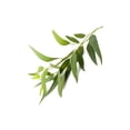 thumbnail image 2 of MOOI Eucalyptus essential oil 10ml, 2 of 2