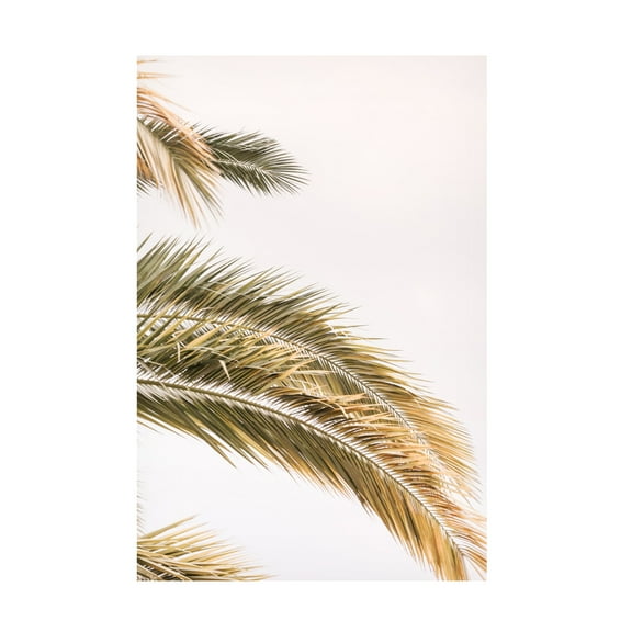 Trademark Fine Art Shot by Clint Oasis Palm 02jpg Canvas Wall Art