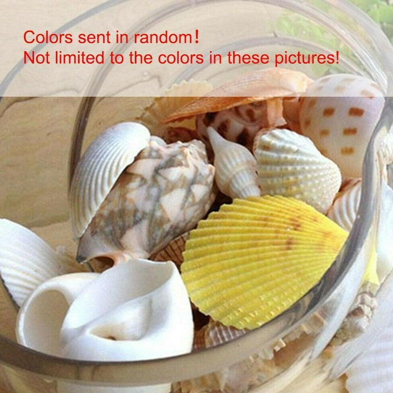 Assorted Mixed Lot Natural Sea Shells For Crafts Decorating Or Aquarium  Scape 