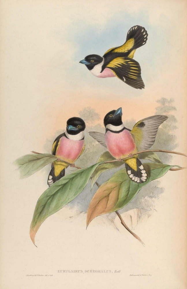 Birds Of Asia 1850