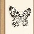 thumbnail image 3 of Amanti Art Butterfly V Crop Framed Canvas Wall Art, 3 of 10