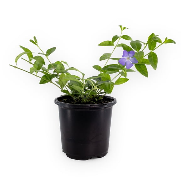 Expert Gardener Outdoor Live Plant Myrtle Vinca Minor Green with Purple Flowers 1PT, Partial Shade