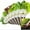 color888, variant on Hydroponic Salad Vegetable Kit | Lettuce & Spinach Seeds Compatible with All Hydroponic Systems • Complete Grow Set • Fresh Home Greens • Year-Round Harvest • Easy Indoor Gardening