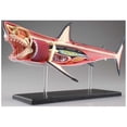 thumbnail image 1 of -Anatomy Model - Animal Anatomyical Model - 20 Detachable Organs and Body Parts Biology Medical Teaching Model, 1 of 3